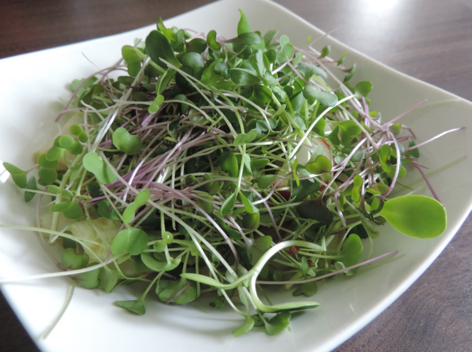 Mixed microgreens — arugula and greens salad